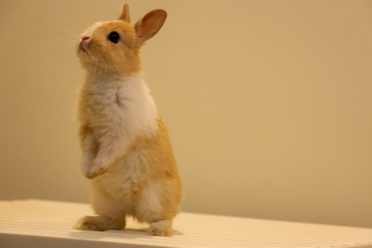 cute, pets, rabbit, nature, animal, upright