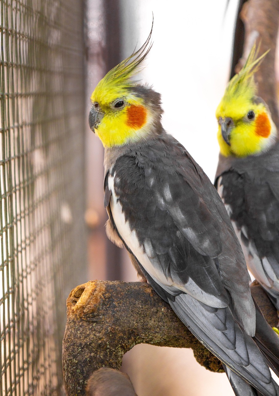 bird, animal, canary, budgie, cockatoo, parrot, nature, wildlife