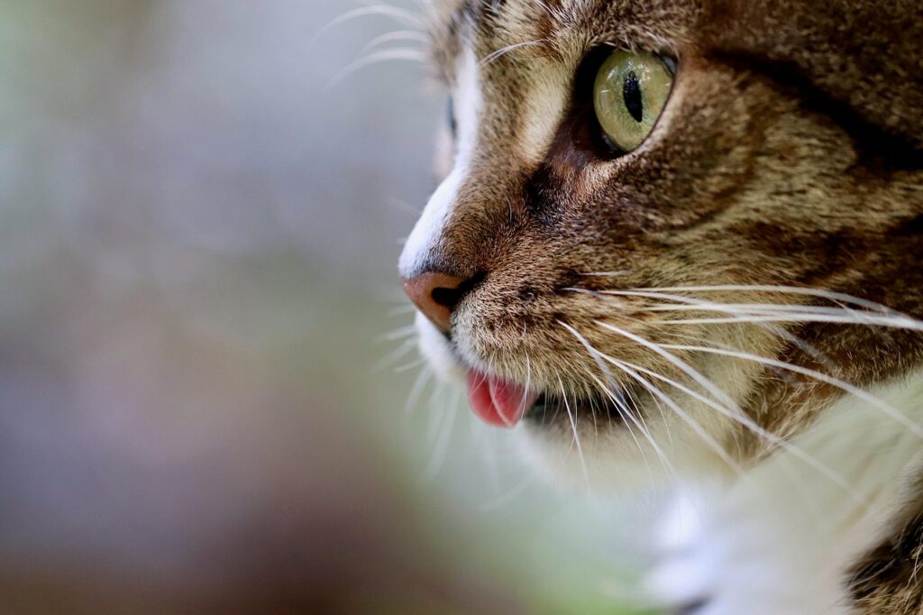 cat, cat tongue, cat eyes, mackerel, domestic animal, tabby, gray tabby cat, gray cat, nature, domestic cat, portrait, cat portrait, cat profile, the world of animals, mammal, pet, animal