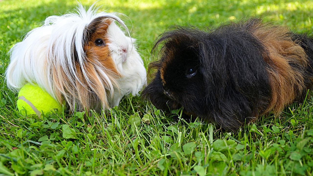 black, white, guinea pig, long-haired pig, peruvian guinea pig, guinea pig alpaca, piggy, guinea pig, guinea pig, guinea pig, guinea pig, guinea pig