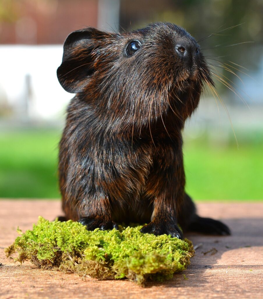 gold agouti, guinea pig, domestic animal, rodent, animal, cute, nature, brown, black