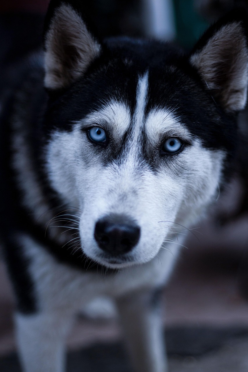 dog, pet, husky, nature, pets, animal, eye contact, sled dog, blue glasses, wolf