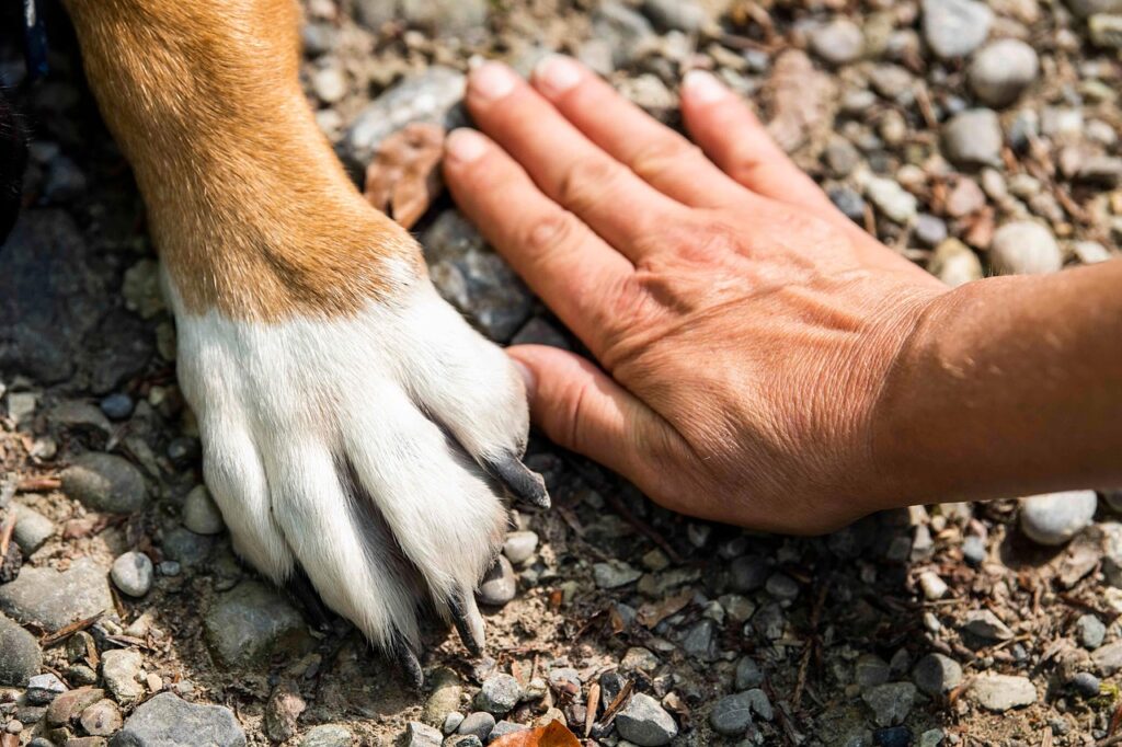 paw, dog, animal, hand, pet, friends