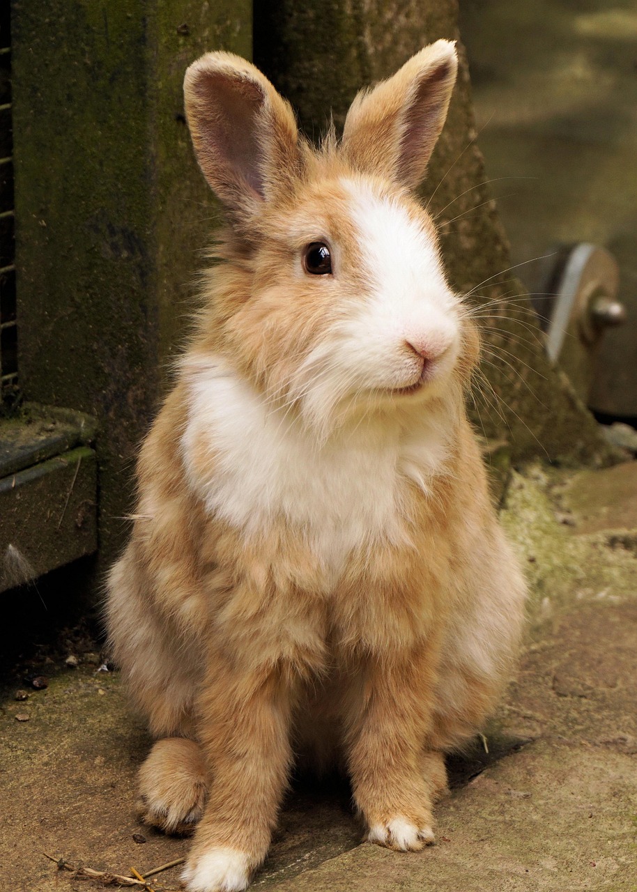 rabbits, rabbit, domestic animal, cute, animal, nature, small rabbit, dwarf bunny, dwarf rabbit, fur, long-eared, rodent, head, spoon, mammal, wildlife, sababurg, easter