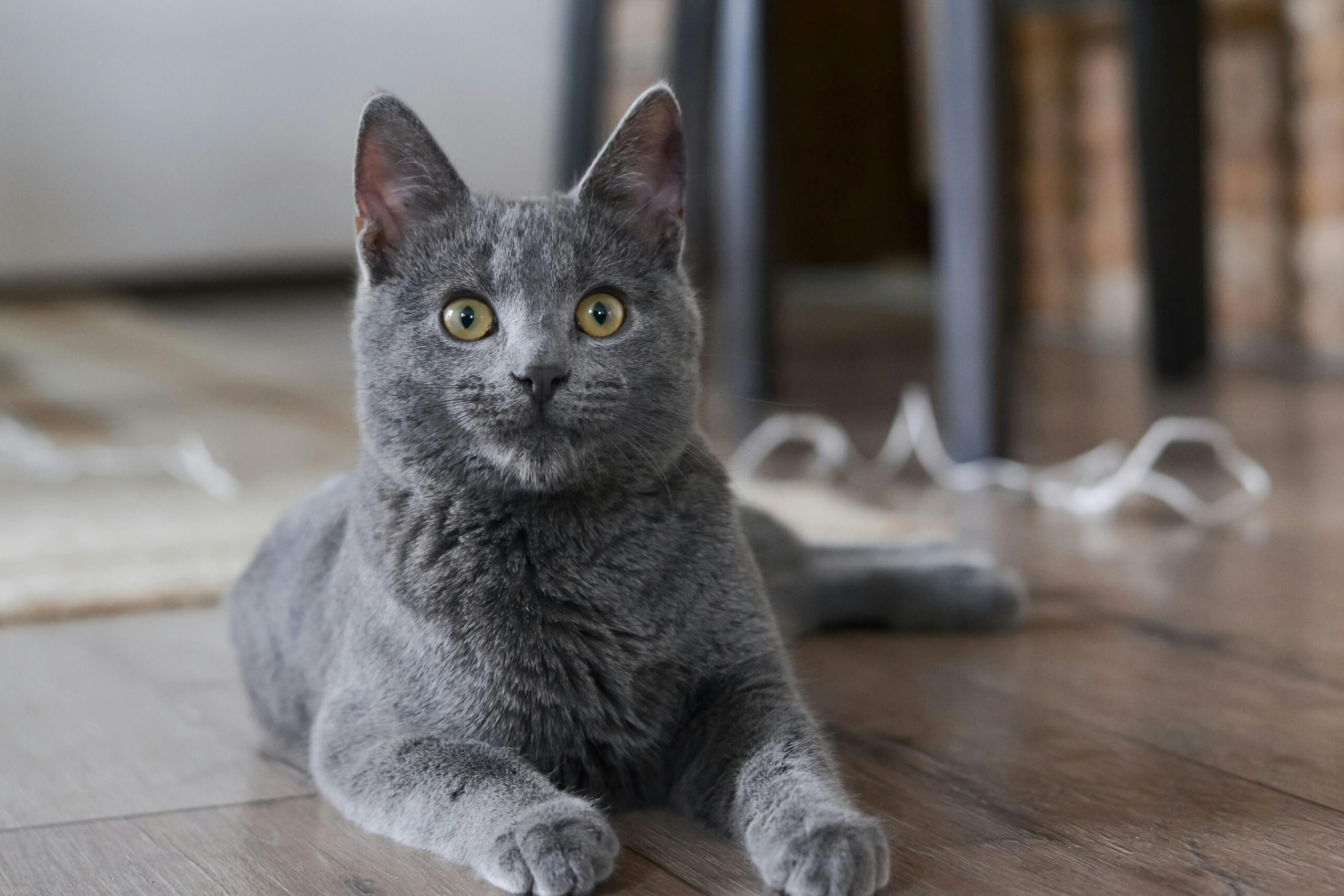 Cute gray cat with yellow eyes lying on the floor indoors. Perfect for pet lovers.