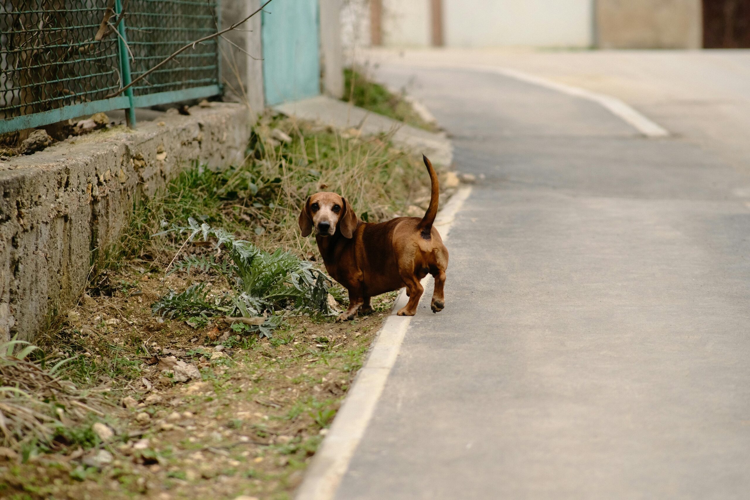 A cute dachshund dog exploring a quiet street with greenery on the side.