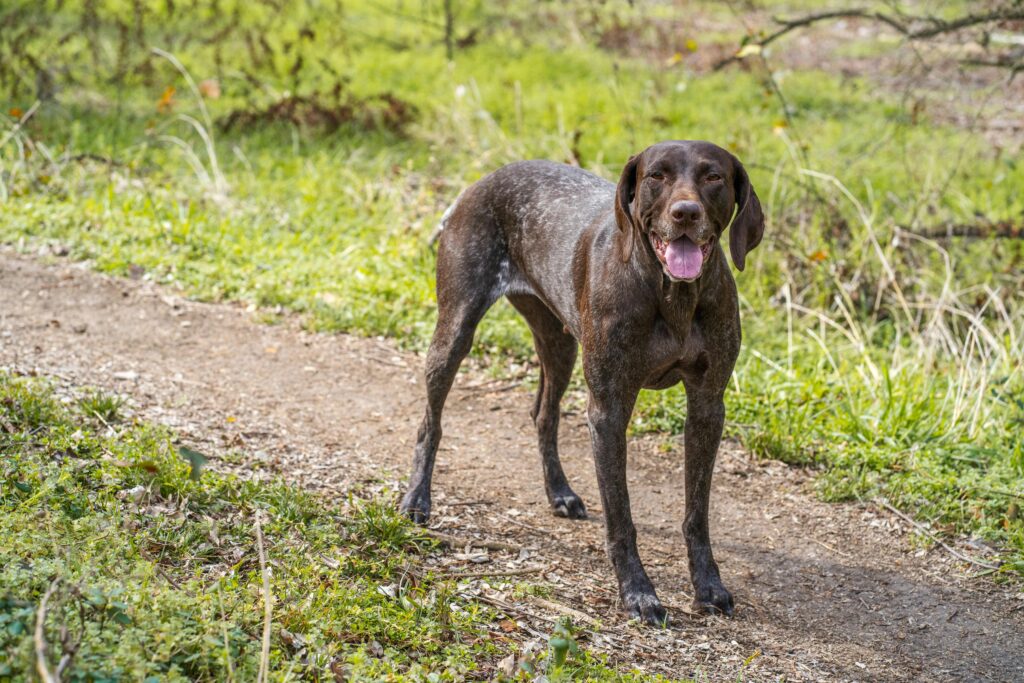 A happy German Shorthaired Pointer dog standing on a tree-lined dirt path outdoors.