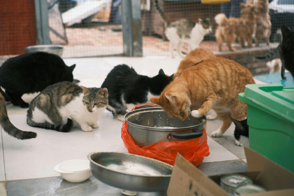 Several cats of various colors eating from dishes in an animal shelter setting.