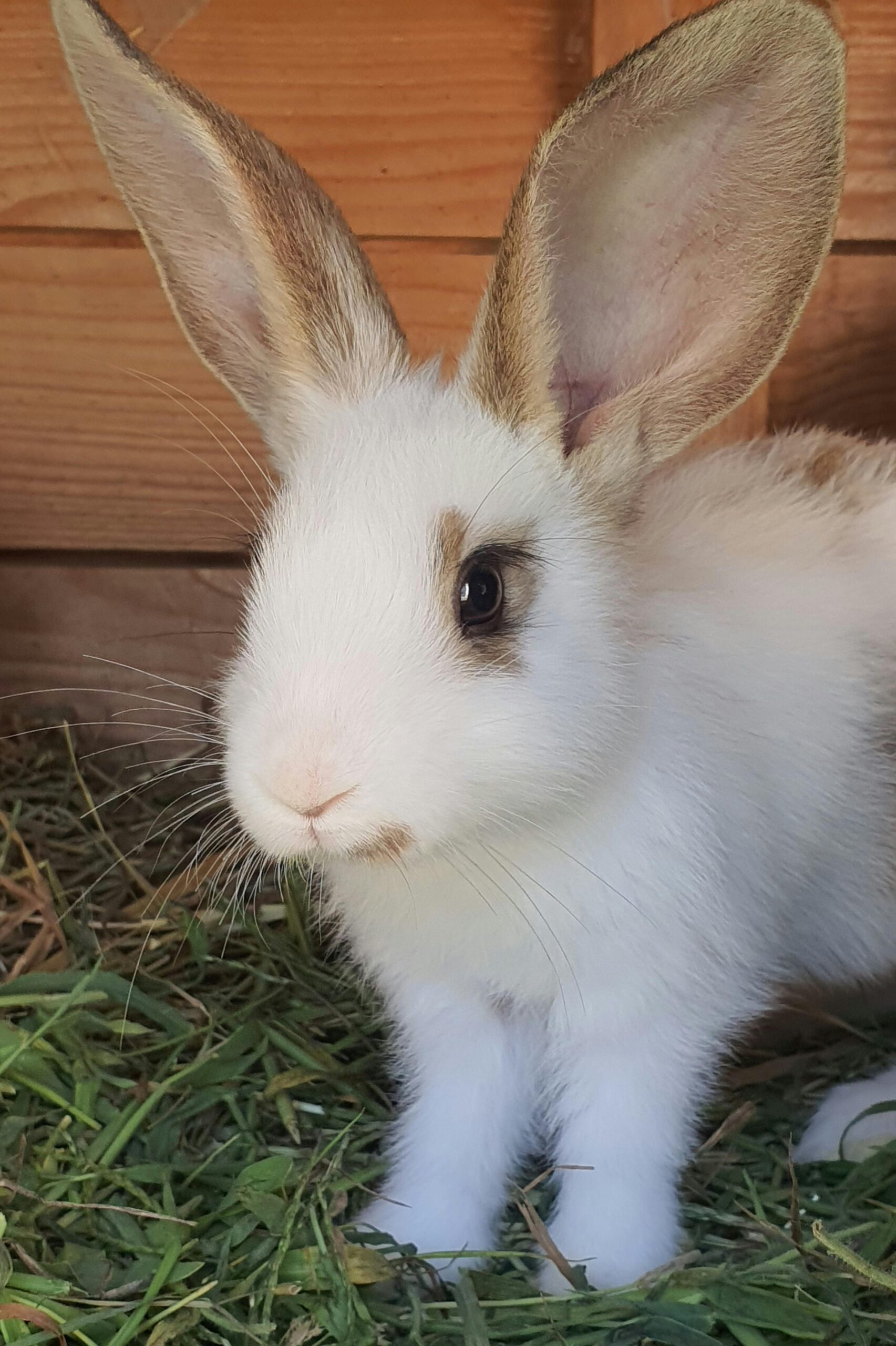 Cute fluffy white rabbit sitting on grass in an outdoor enclosure, showcasing its large ears.