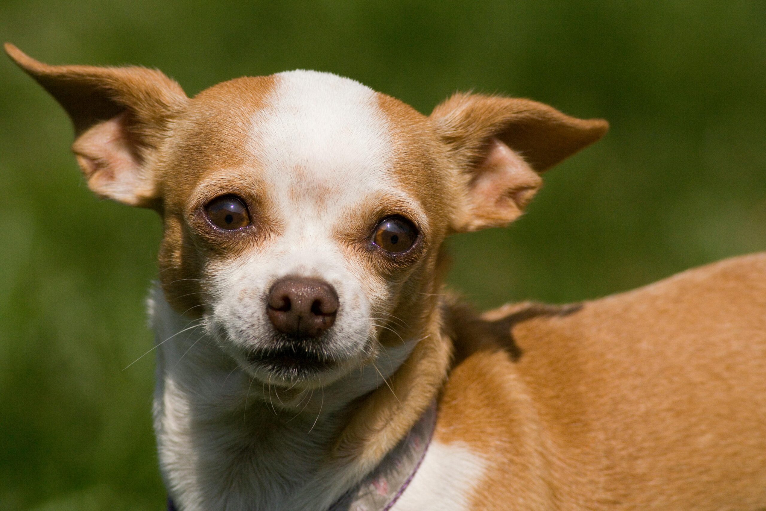 Adorable chihuahua dog on green grass captured in natural light.