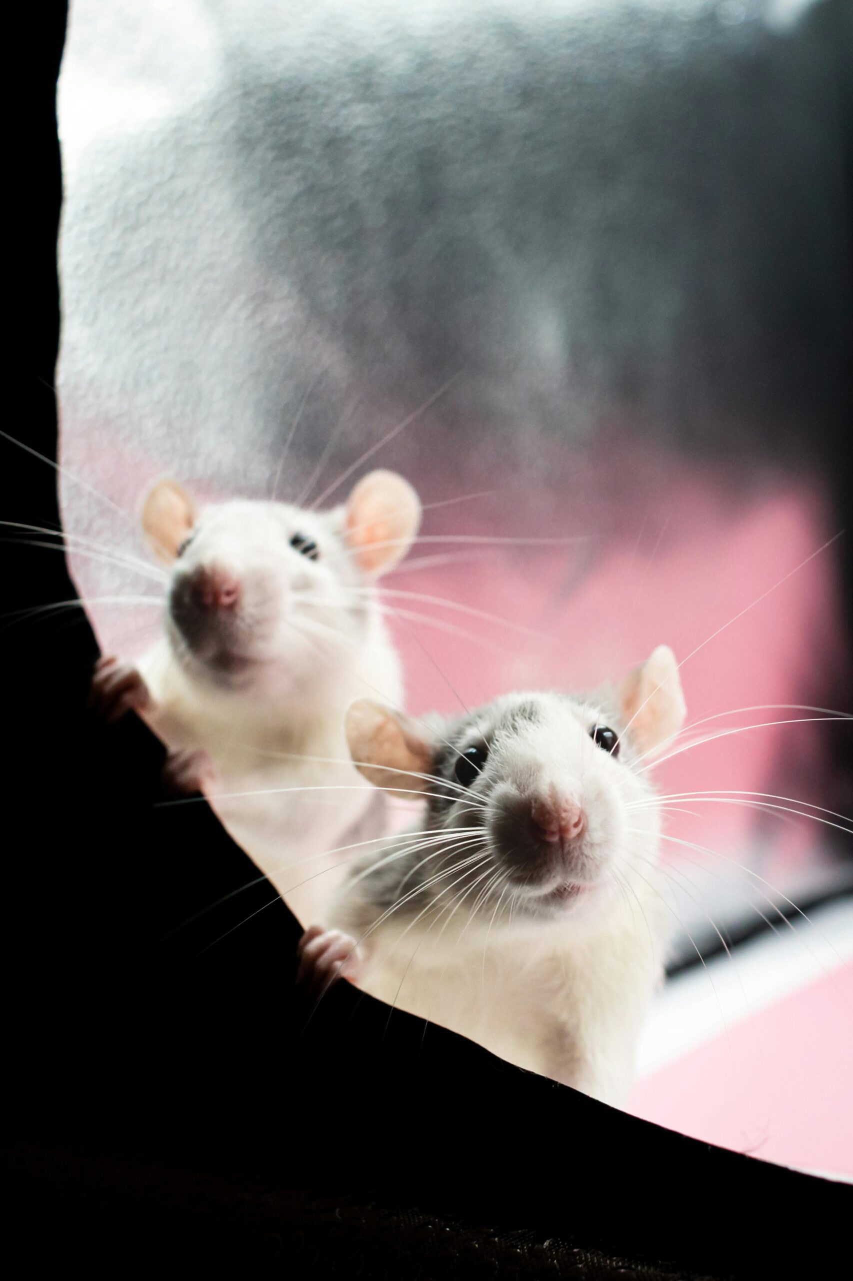 Two curious rats peeking through a fabric, against a soft warm background, creating a playful scene.