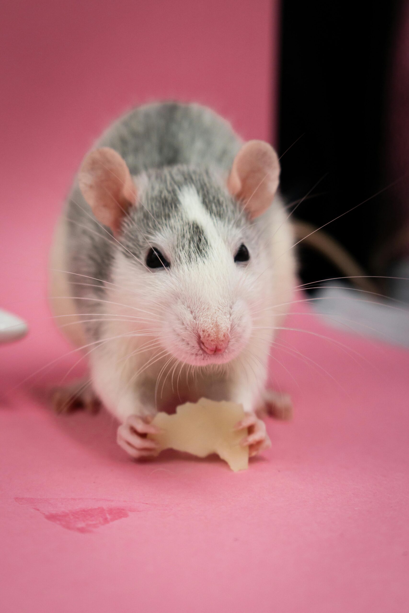 Cute pet rat nibbling cheese against a pink backdrop, showcasing its inquisitive nature.