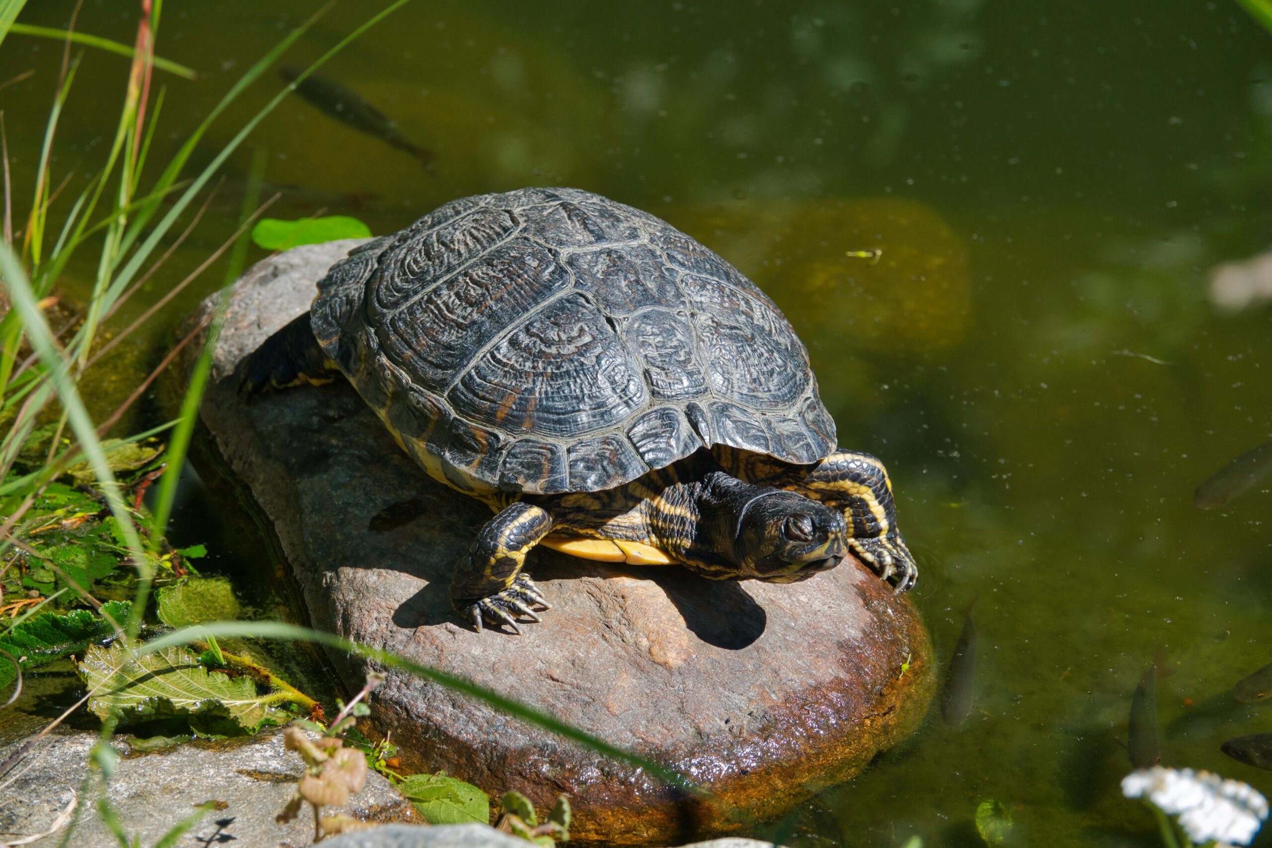 A turtle sunbathing on a rock in a natural lake setting, showcasing wildlife in its habitat.
