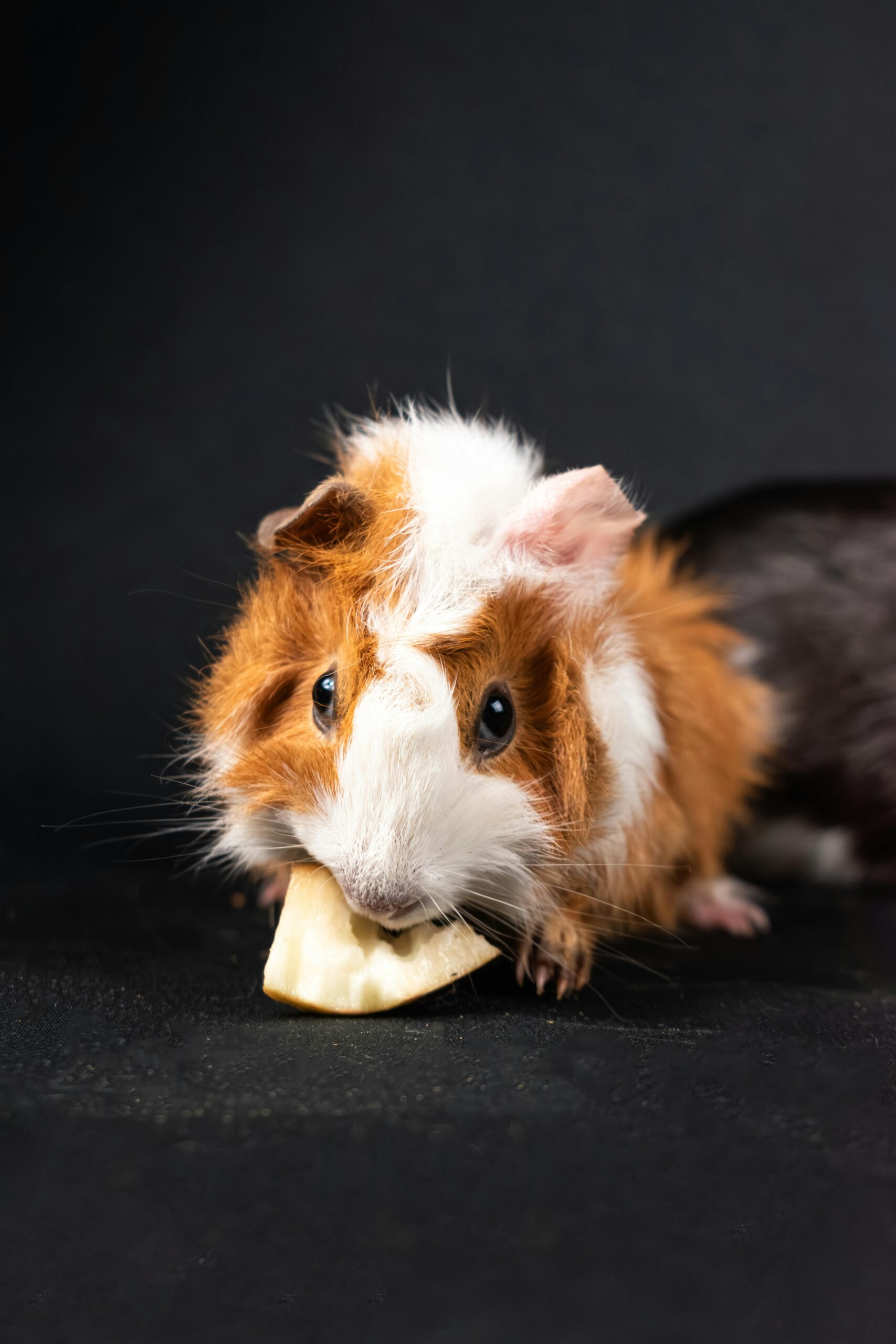 Adorable guinea pig munching on a slice of apple in a studio setting with black background.