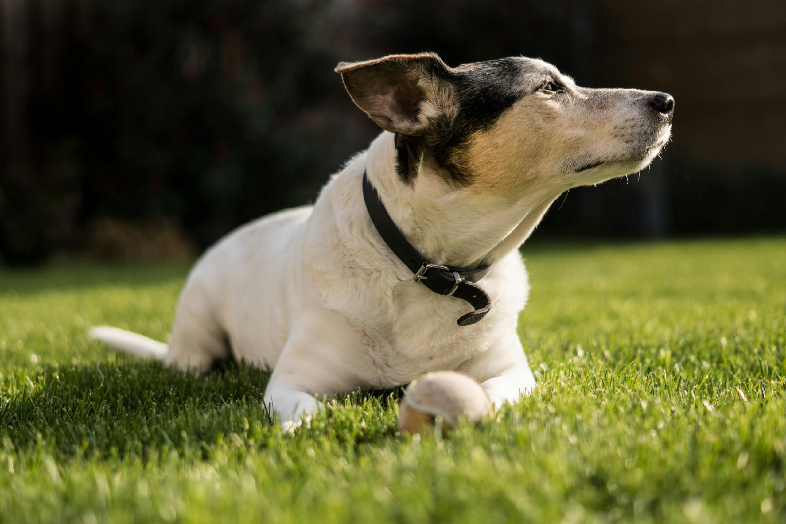 A relaxed Jack Russell Terrier lies on green grass, enjoying the sunny outdoor environment.