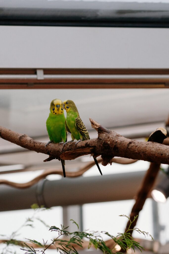 Two colorful budgies perched indoors on a branch at Vienna Zoo, Austria.