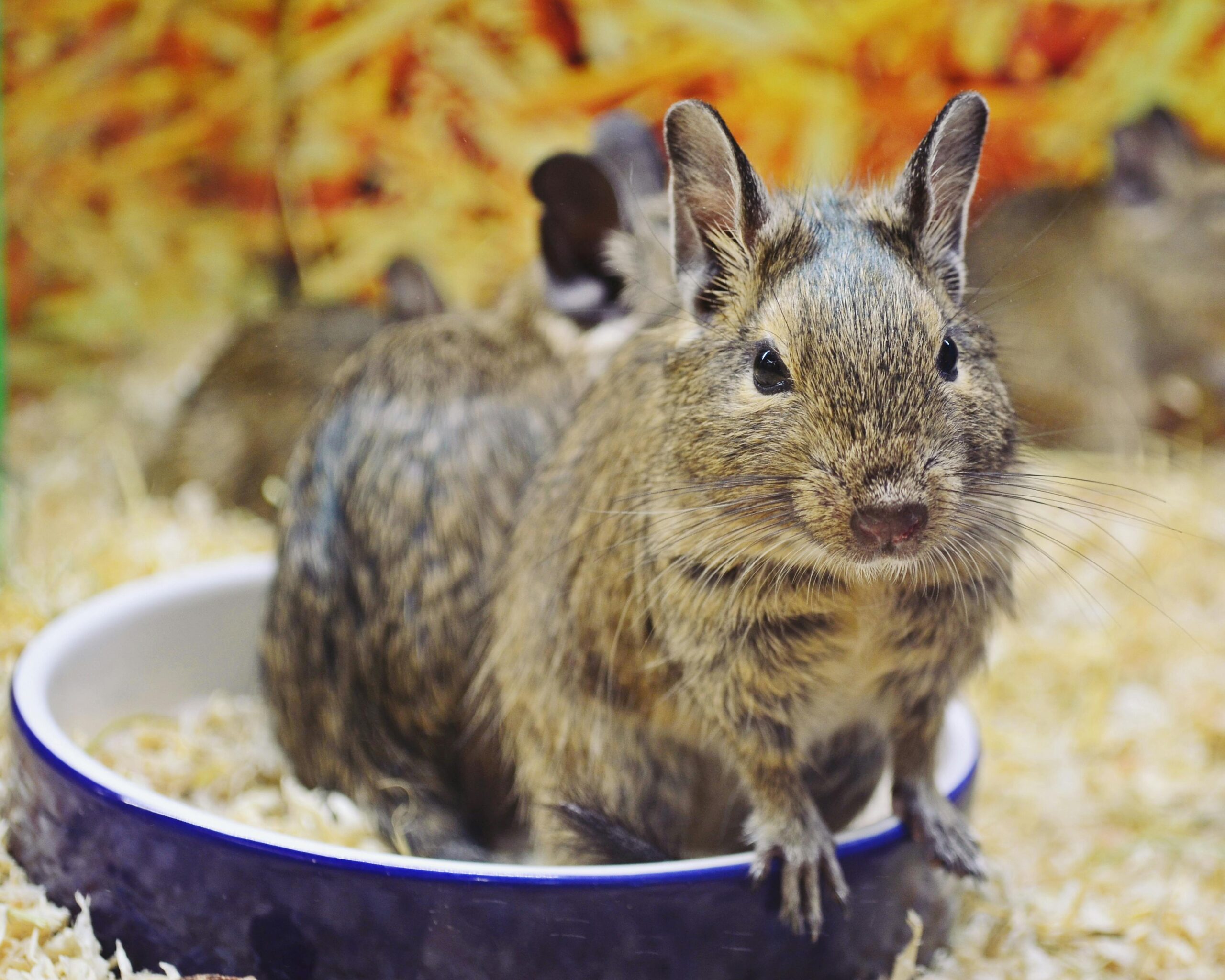Adorable degu rodents in a pet shop, highlighted with colorful bedding and bright ambiance.