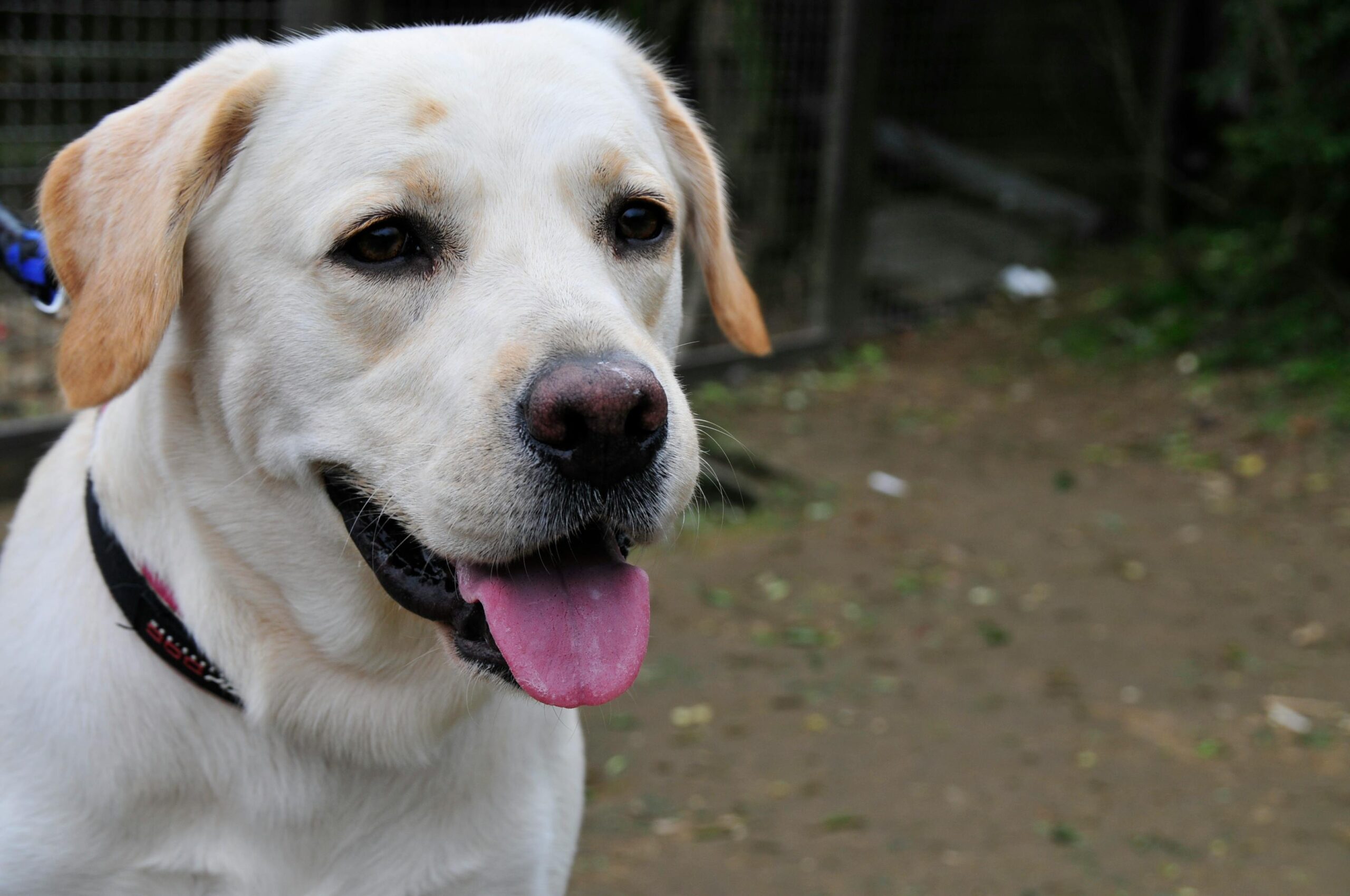 A friendly Labrador Retriever with tongue out, enjoying a day outside.