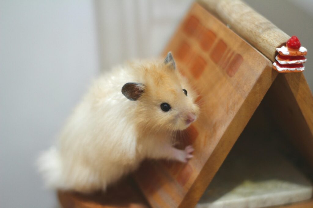 Cute Syrian hamster perched on a wooden house with a miniature cake. Indoor setting.