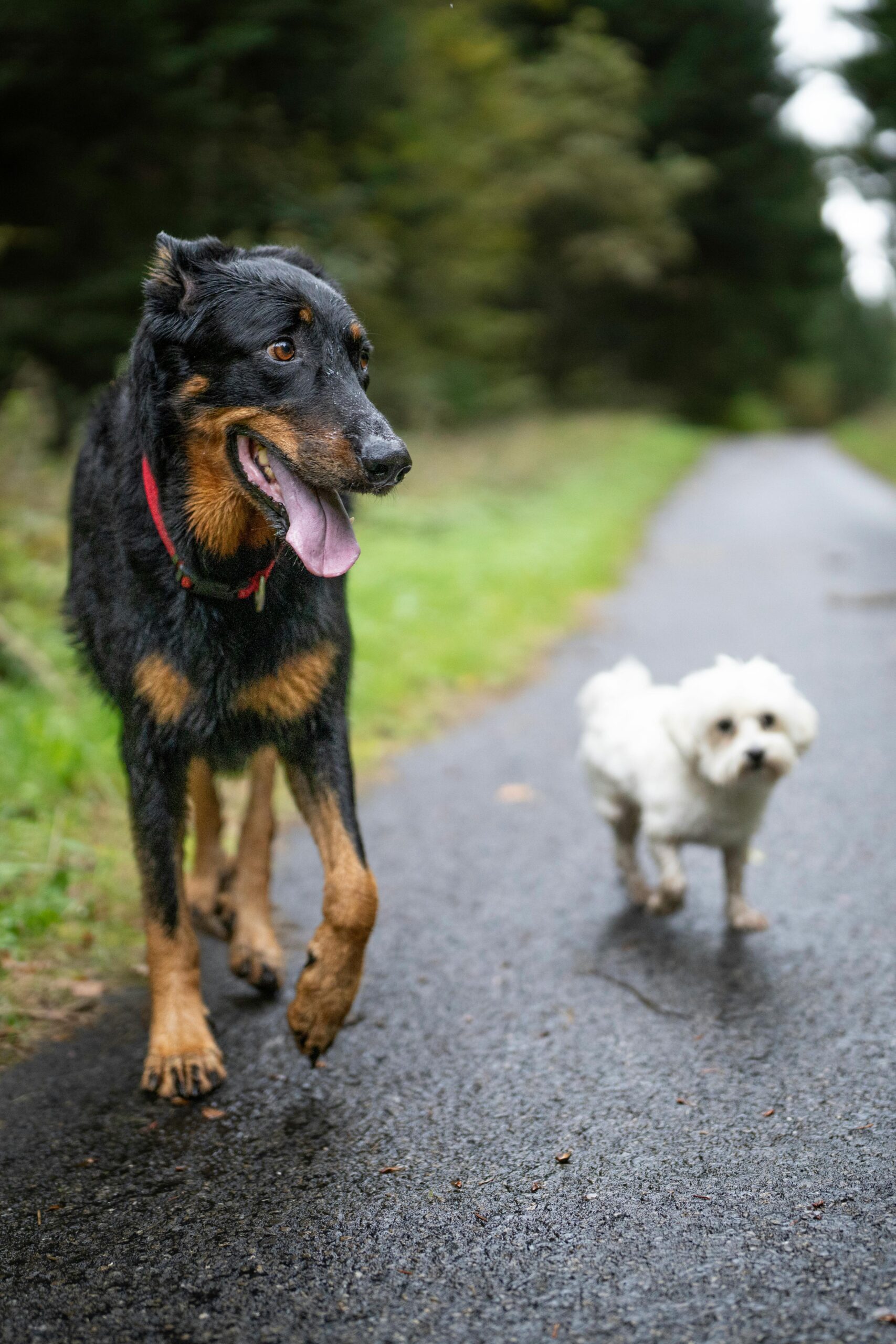 Big black and small white dogs walking on a forest path in Lausanne, Switzerland.