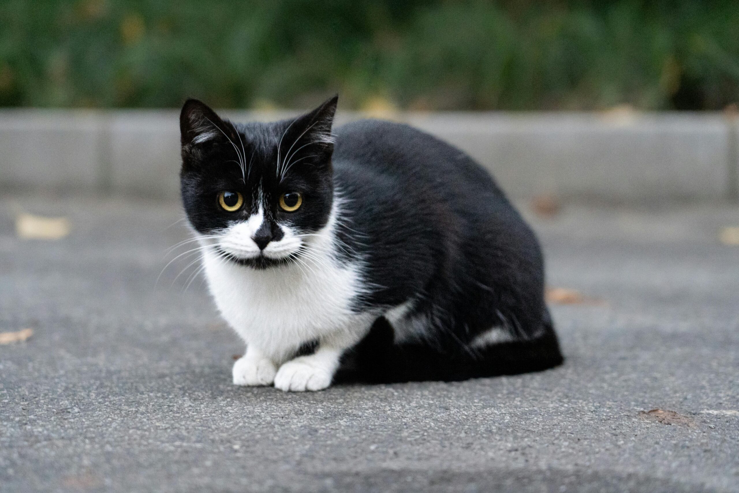 A black and white cat sitting on pavement with greenery in the background.