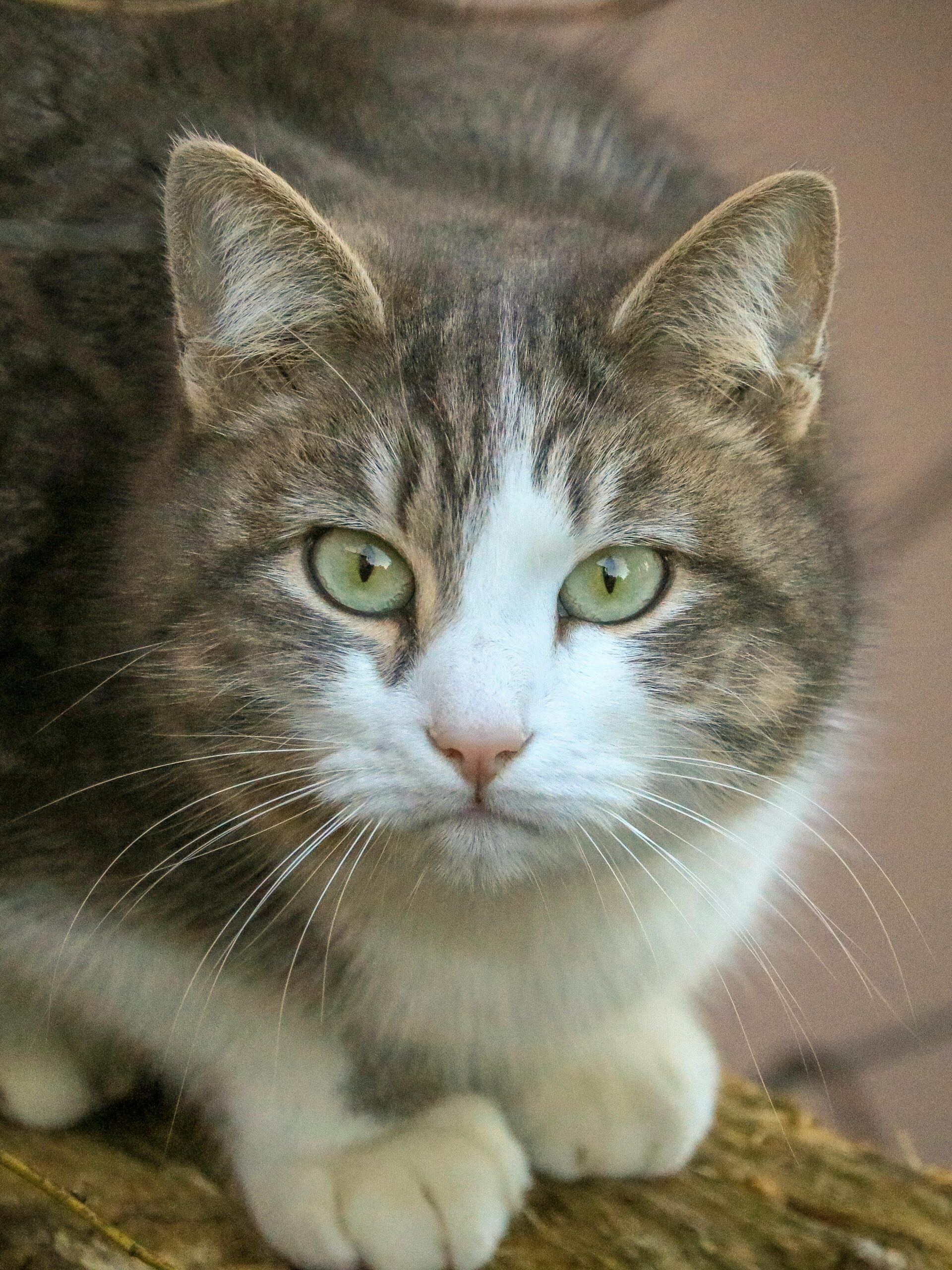 Close-up portrait of a green-eyed cat with beautiful fur patterns gazing into the camera.