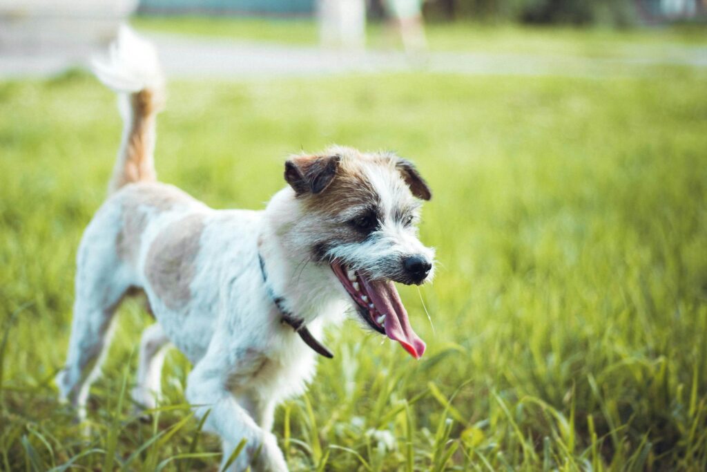 A cute small dog energetically running through a grassy field on a sunny day.