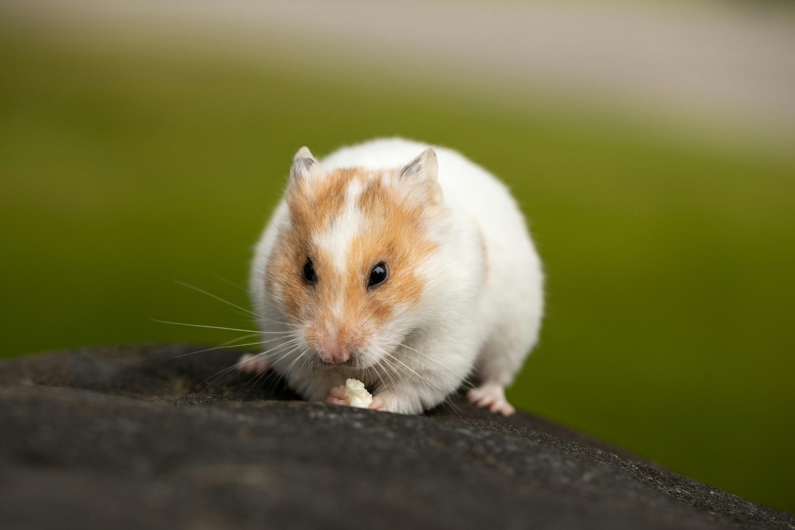 Close-up of a cute hamster nibbling on food with a blurred green background.