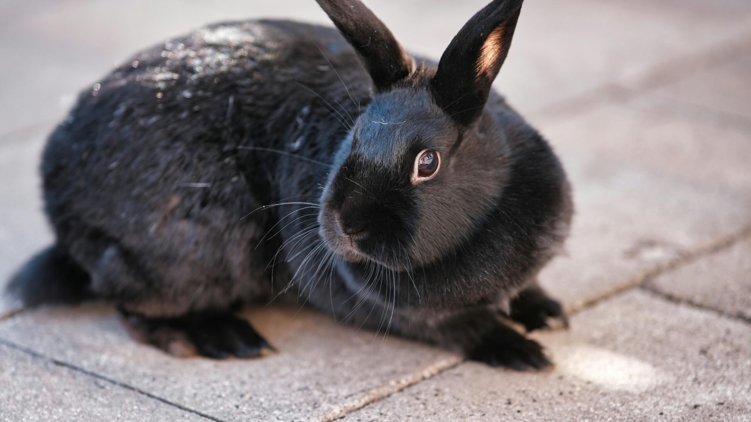 Close-up of a black rabbit sitting on a paved surface, bathed in gentle daylight.