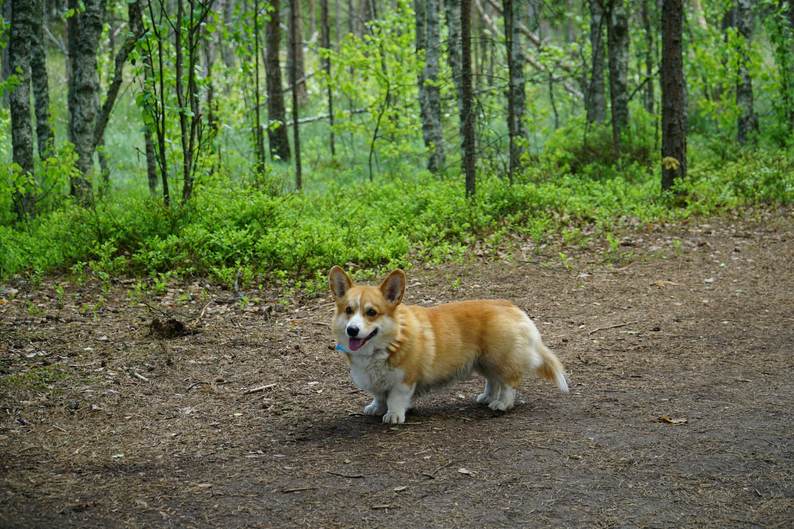 Charming corgi standing in a vivid green forest, enjoying nature outdoors.