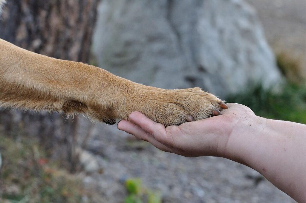 paw, hand, friendship, dog, human, animal, pet, close up