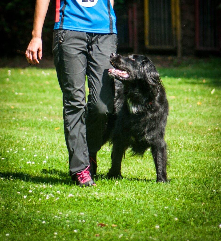 running, walk, when walking, at foot, pet, free episode, footwork, companion dog exam, team test, animal, dog sport, sports, dog, a dog-human team, training, testing, tournament, tournament dog sports, ths