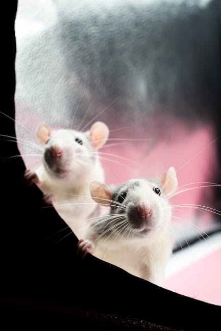Two curious rats peeking through a fabric, against a soft warm background, creating a playful scene.