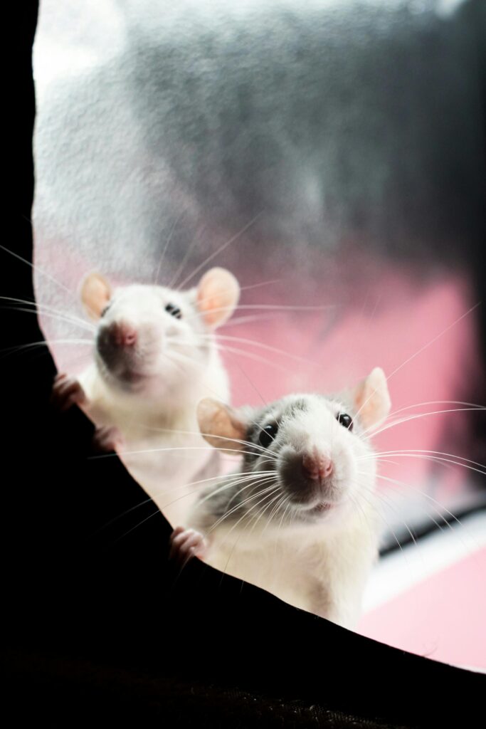 Two curious rats peeking through a fabric, against a soft warm background, creating a playful scene.