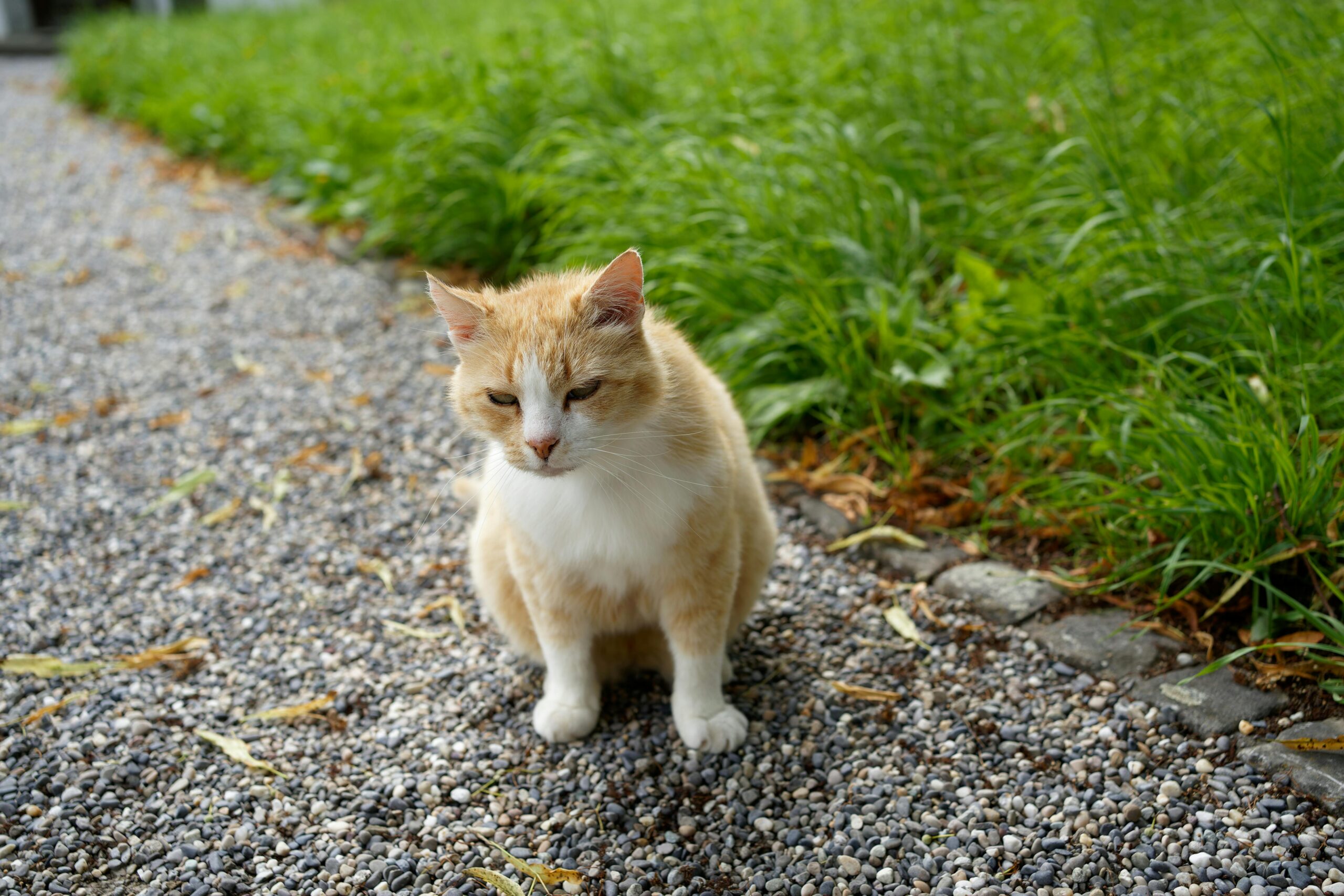 A serene orange tabby cat sitting quietly on a gravel path surrounded by lush greenery.