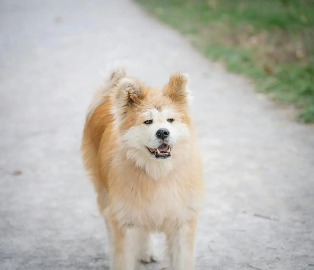 A fluffy Akita dog enjoying a stroll on a sunny day in the park.