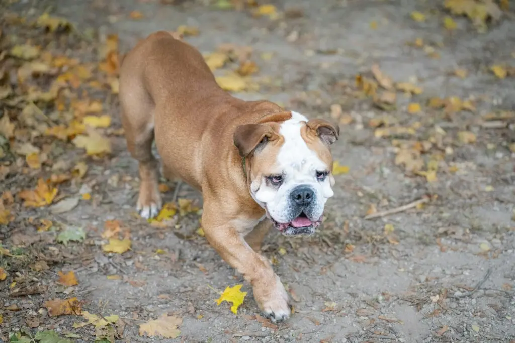 English bulldog walking on a leaf-covered path in autumn setting.