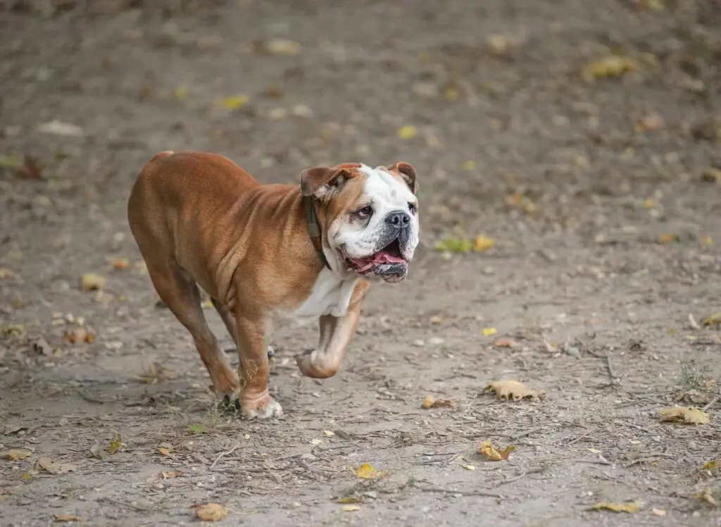 Charming English bulldog running through a park in fall scenery.