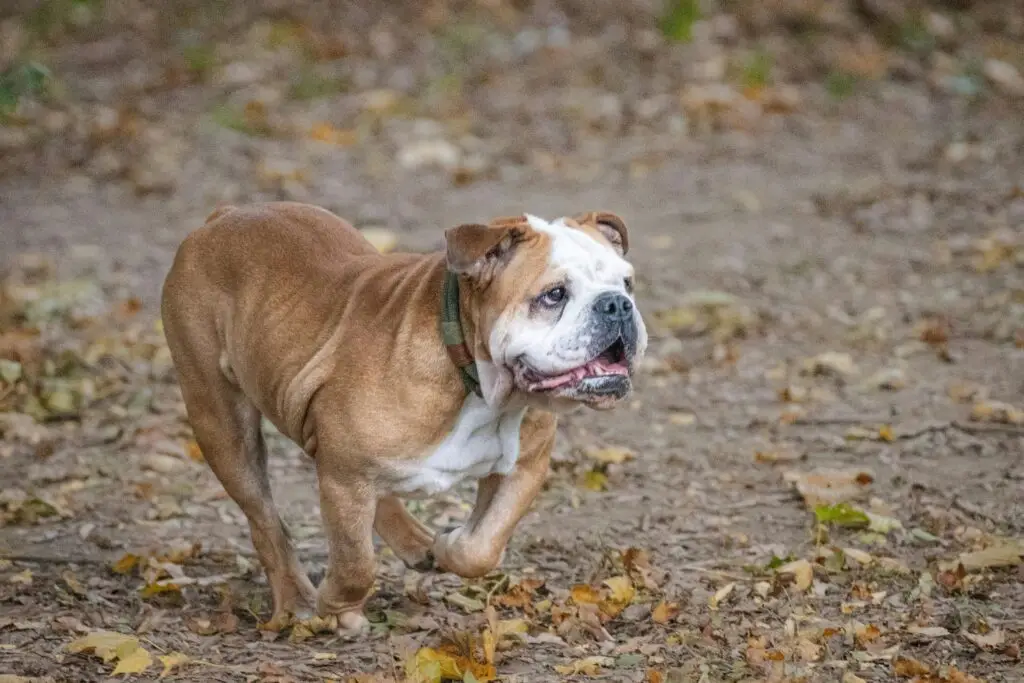 A joyful English bulldog running through autumn leaves in a park setting.