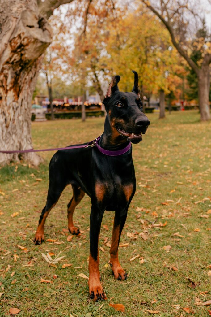 A Doberman Pinscher on a leash stands in a colorful autumn park.