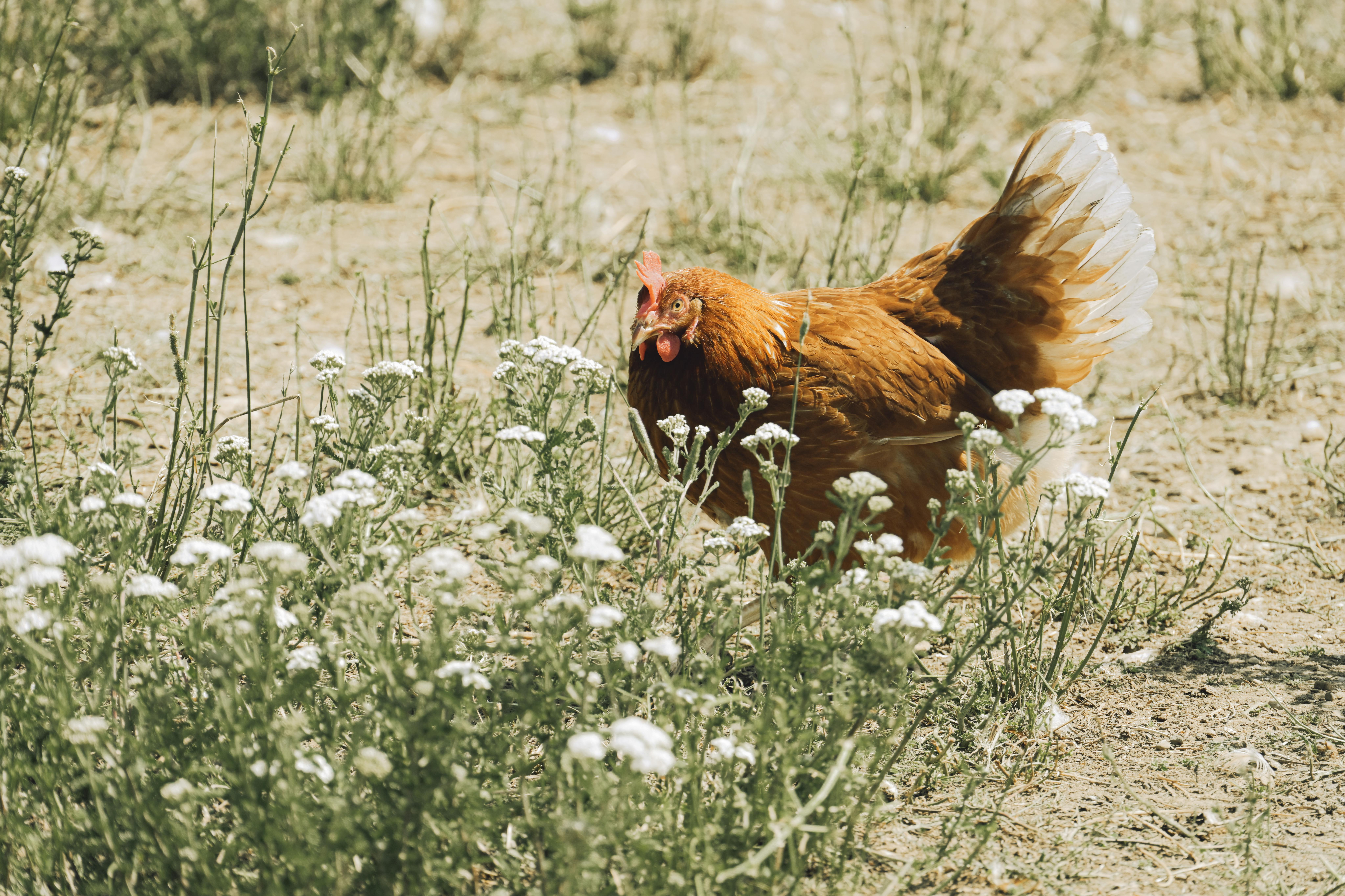 pexels photo 32654986 32654986