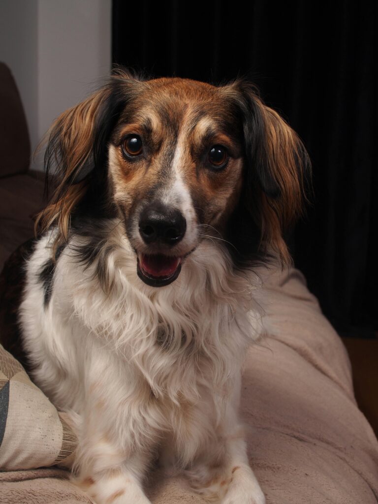 Charming long-haired dog with expressive eyes sitting on a sofa indoors, looking alert.