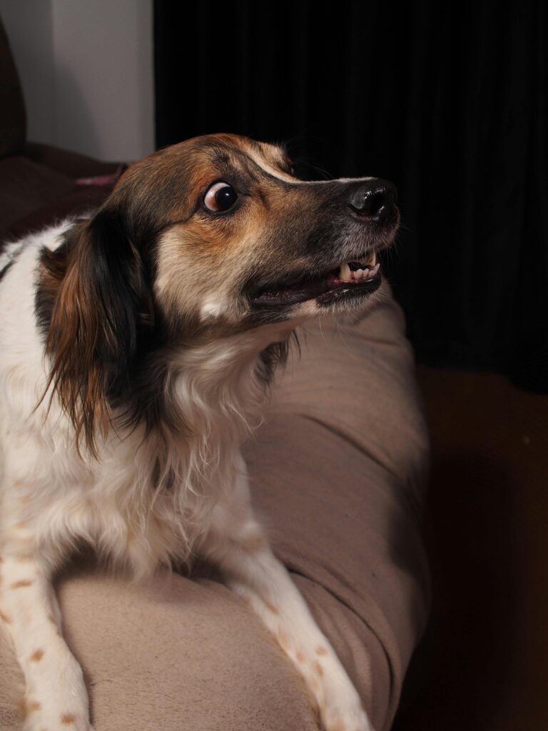 Close-up of an alert dog with a curious expression sitting indoors on a couch.