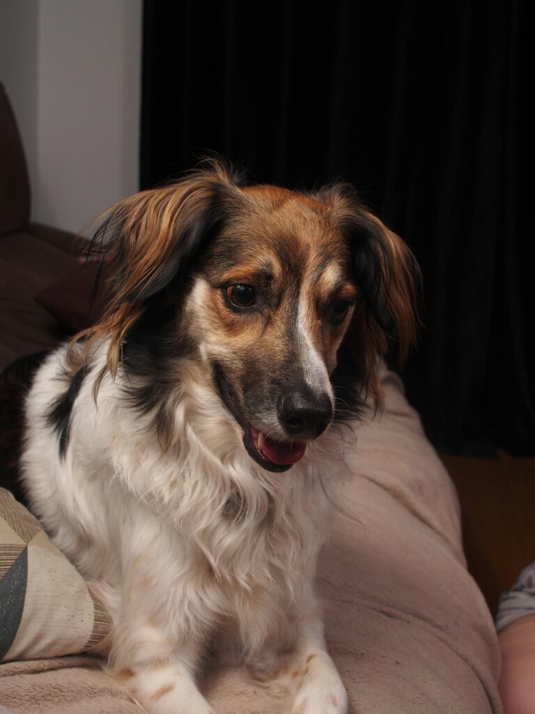 Charming long-haired dog with a friendly expression sitting on a cozy sofa indoors.