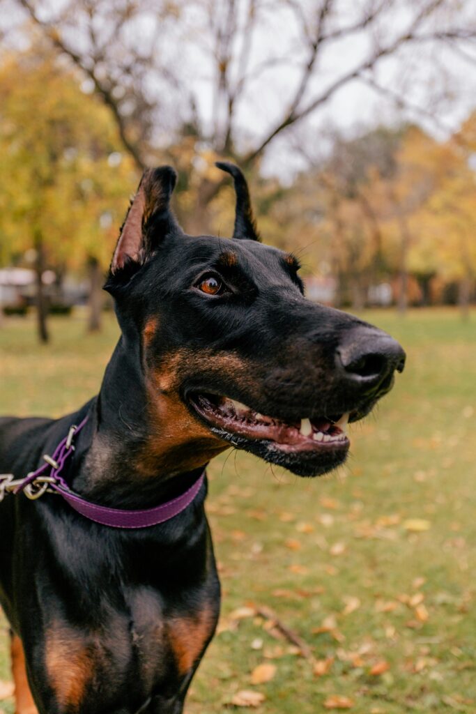 A Doberman Pinscher on a walk in a park with autumn foliage and vibrant colors.