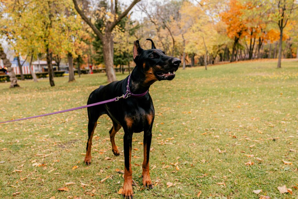Alert Doberman on a leash enjoying a walk in a colorful autumn park with fallen leaves.