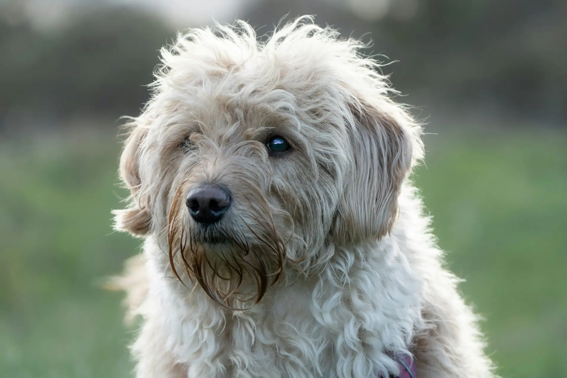 Portrait of a fluffy dog outdoors capturing its gentle expression.