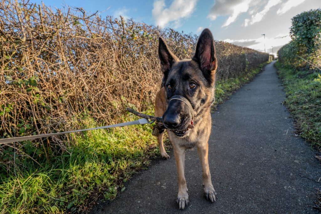 German Shepherd on a leash enjoying a walk along a pathway under a clear sky.