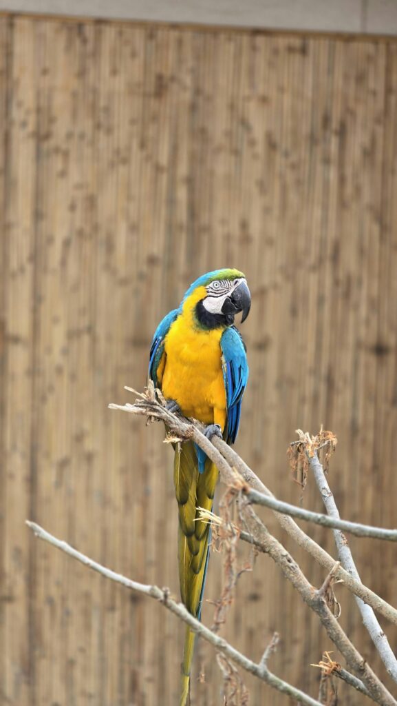 Colorful blue and yellow macaw perched on a branch with a natural bamboo backdrop.