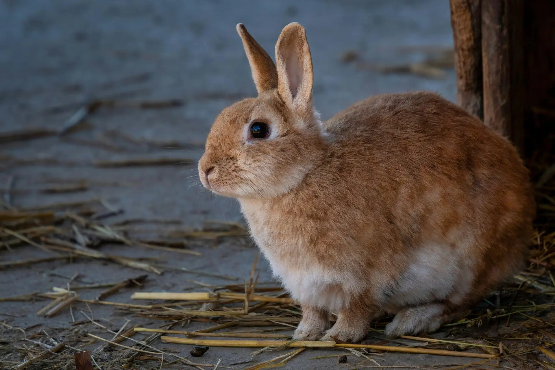 A cute brown rabbit sitting peacefully on hay-strewn ground in a rural outdoor setting.